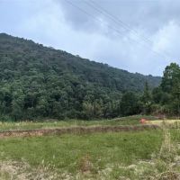 毀林鋪砂埋隱患?未批先動工 違法代價必須擔!